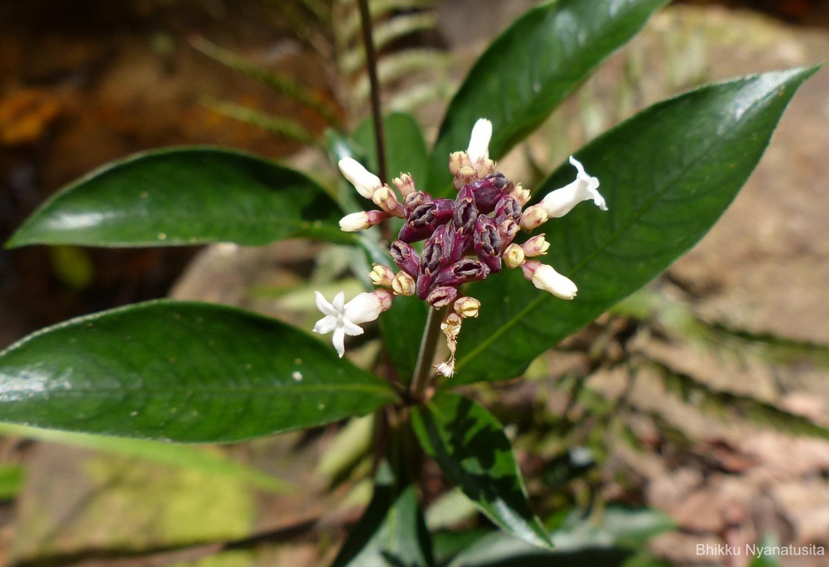 Ophiorrhiza pectinata Arn.